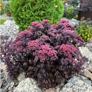 Hylotelephium sedum 'After Dark' / Pompás varjúháj
