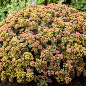 Hylotelephium 'Coraljade' / Pompás varjúháj
