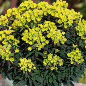 Euphorbia x martinii 'Ascot Petite' / Kutyatej