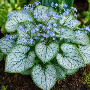 Brunnera macrophylla 'Jack frost' / Kaukázusi nefelejcs