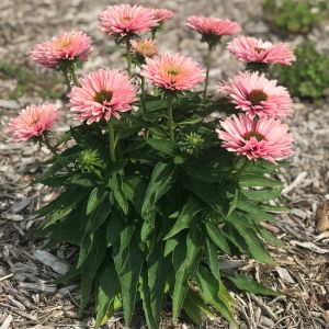 Echinacea 'Sunseekers Salmon' / Kasvirág