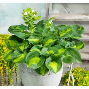 Hosta 'Sunset Grooves' / Árnyékliliom