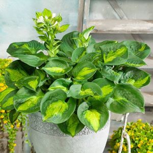 Hosta 'Sunset Grooves' / Árnyékliliom