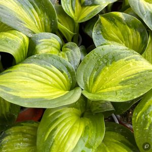 Hosta 'Enchiladas' / Árnyékliliom