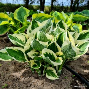 Hosta 'Minuteman' / Árnyékliliom