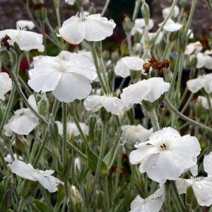 Lychnis coronaria 'Alba' / Bársonyos kakukkszegfű