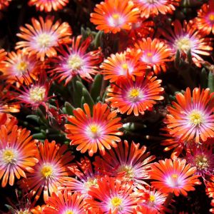 Delosperma 'Jewel of Desert Sunstone' / Délvirág