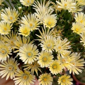 Delosperma 'Sundella Lime' / Délvirág