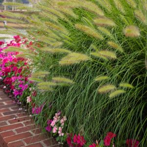 Pennisetum 'Little Bunny' / Tollborzfű