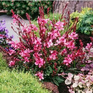 Gaura lindheimeri 'Siskiyou Pink' / Évelő díszgyertya