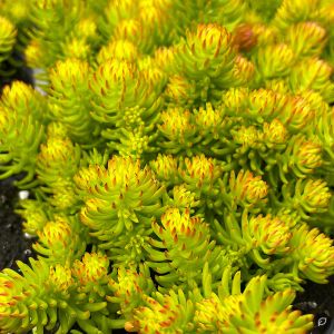 Sedum 'Winter Lemon' / Varjúháj