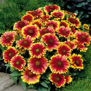 Gaillardia 'Kobold' / Kokárdavirág
