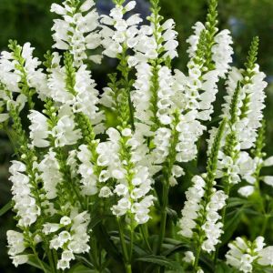 Physostegia virginia 'Alba' / Fehér füzérajak