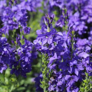 Veronica teucrium 'Azurit' - Gamandor veronika