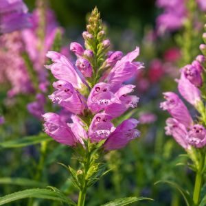 Physostegia virginia 'Pink Manners' / Füzérajak