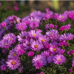 Aster dumosus 'Rosenwichtel' / Törpe őszirózsa