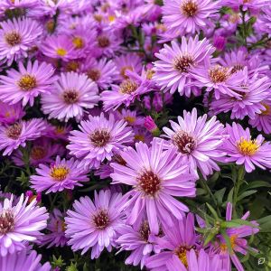 Aster dumosus 'Rosenwichtel' / Törpe őszirózsa