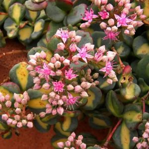 Sedum sieboldii 'Mediovariegatum' / Októberi varjúháj