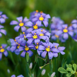 Sisyrinchium angustifolium 'Blue-Eyed Grass' / Keskenylevelű sásbokor