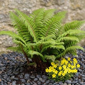 Polystichum polyblepharum / Vesepáfrány