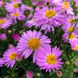 Aster dumosus 'Rozika' / Törpe őszirózsa