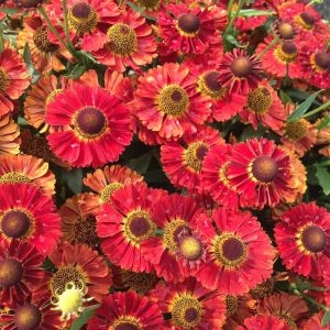 Helenium 'Salsa' / Őszi napfényvirág