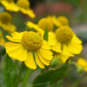 Helenium 'Tijuana Brass' / Őszi napfényvirág