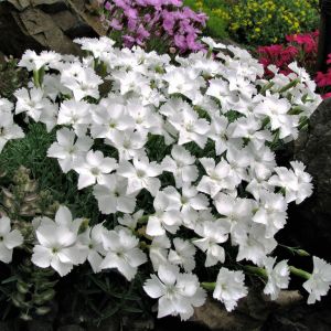 Dianthus gratianopolitanus 'La Bourboule Alba' / Pünkösdi szegfű