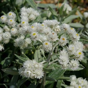 Anaphalis triplinervis 'Sommerschnee' / Ezüstös gyöngykosárka