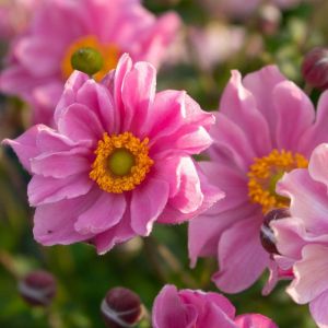 Anemone hupehensis 'Fantasy Pocahontas' / Szellőrózsa