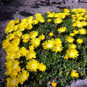 Delosperma congestum / Délvirág