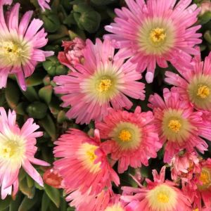 Delosperma sutherlandii 'Peach Star' / Délvirág
