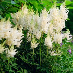 Astilbe arendsii 'Astary White / Tollbuga 