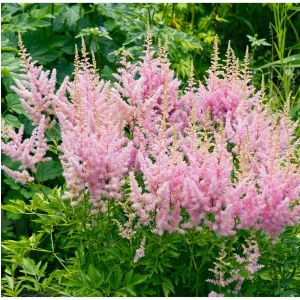 Astilbe arendsii 'Astary Rose' / Tollbuga