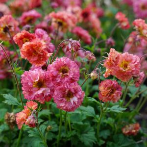 Geum 'Bohema Pink' / Gyömbérgyökér