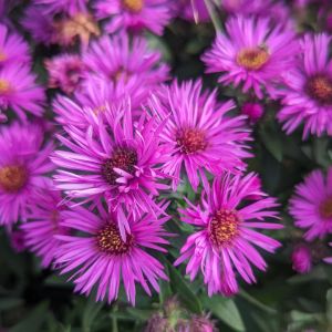Aster novae-angliae 'Vibrant Dome' / Törpe őszirózsa