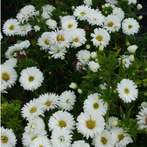 Aster dumosus 'Albit' / Törpe őszirózsa