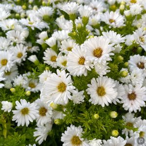 Aster dumosus 'Albit' / Törpe őszirózsa