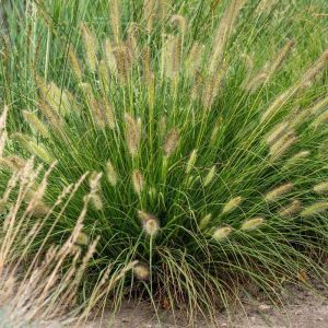 Pennisetum alopercuroides 'Gelbstiel' / Tollborzfű