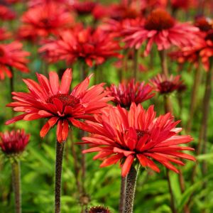 Echinacea 'Sunseekers Orange' / Kasvirág