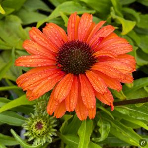 Echinacea 'Sunseekers Orange' / Kasvirág