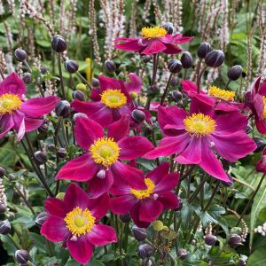 Anemone Fantasy 'Ariel' / Szellőrózsa