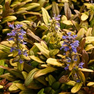 Ajuga Feathered Friends 'Fancy Finch' / Indás ínfű