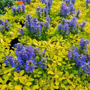 Ajuga Feathered Friends 'Cordial Canary' / Indás ínfű