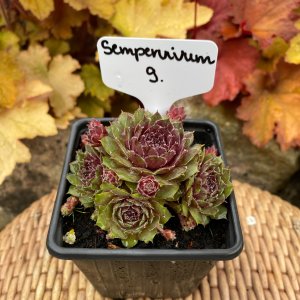 Sempervivum-9 / Kövirózsa