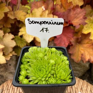 Sempervivum-17 / Kövirózsa