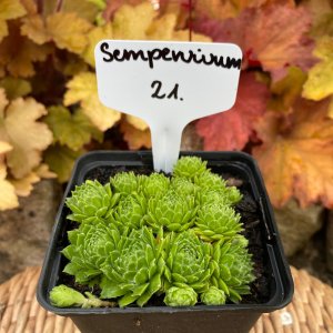 Sempervivum-21 / Kövirózsa