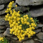 Alyssum saxatile 'Summit' / Szirti ternye 2