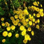 Doronicum orientale 'Leonardo Compact' / Kaukázusi zergevirág 1