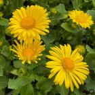 Doronicum orientale 'Leonardo Compact' / Kaukázusi zergevirág 2